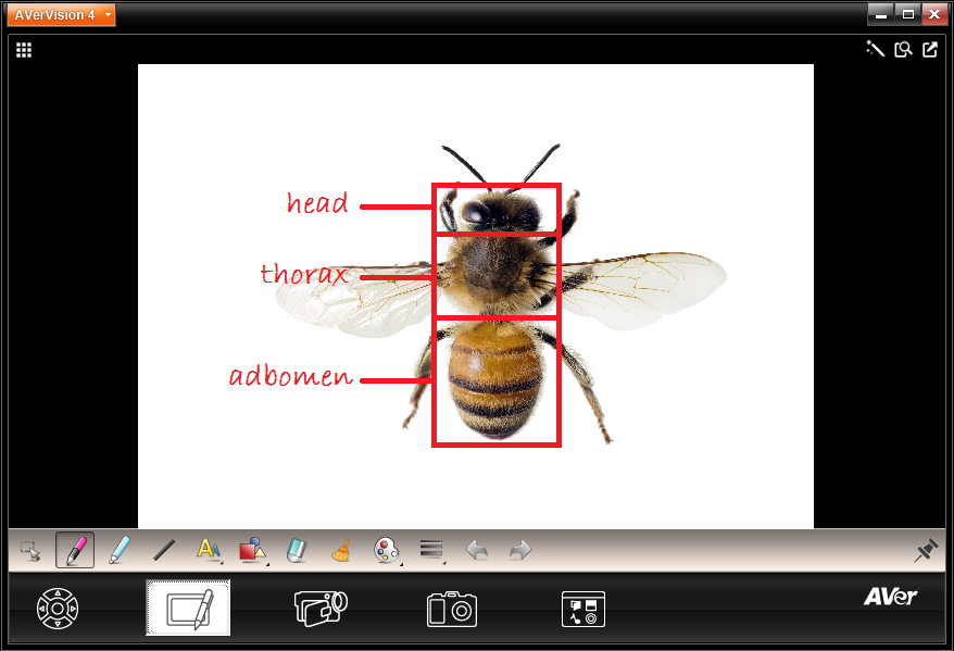 enter the url of the image